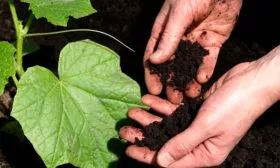 рассада огурцов