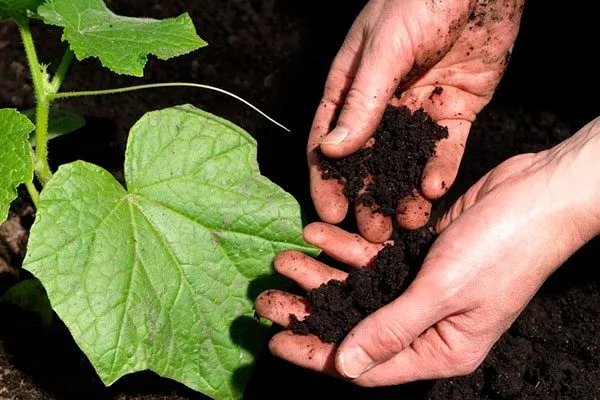 рассада огурцов