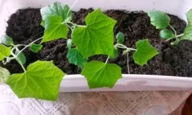 огуречная рассада