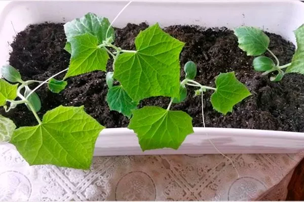 огуречная рассада