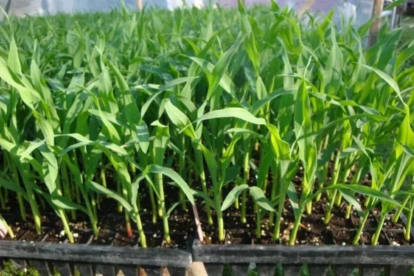 рассада кукурузы ракель