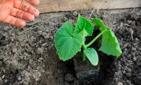 рассада огурца