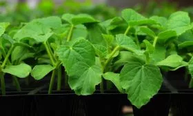 Рассада огурца Форсаж