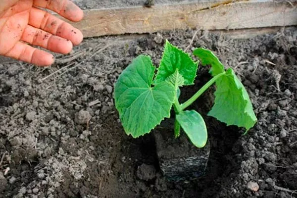 рассада огурца