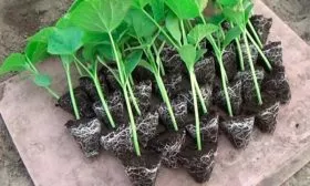 рассада огурцов