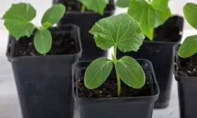 рассада огурцов Адам