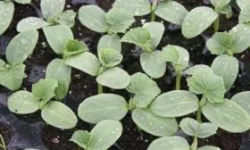 рассада огурцов Атос