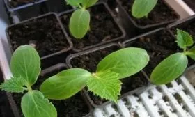 рассада огурцов Бастион