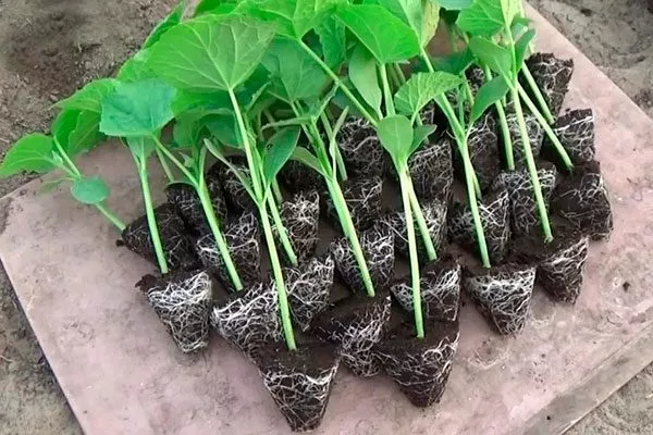 рассада огурцов