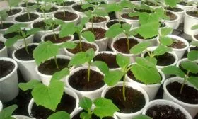 рассада огурцов