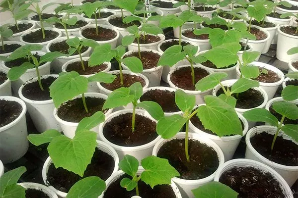 рассада огурцов