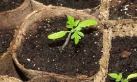 ростки томата Фатима