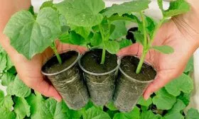 Рассадный метод