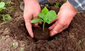 Рассадный способ