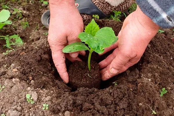 Рассадный способ