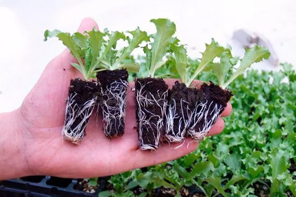 Рассадный способ