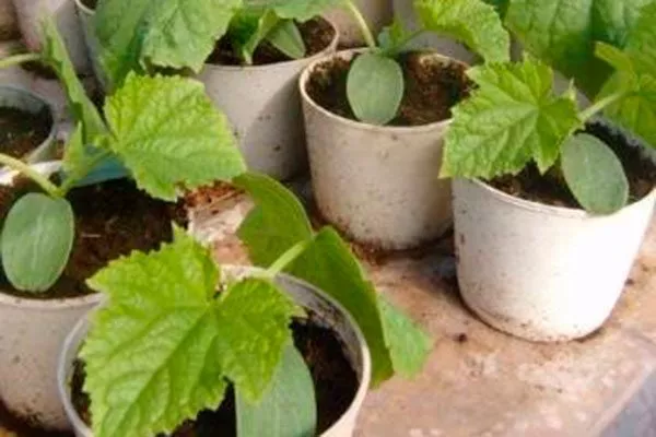 Рассадный способ