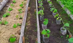 Рассадочный метод