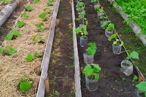 Рассадочный метод