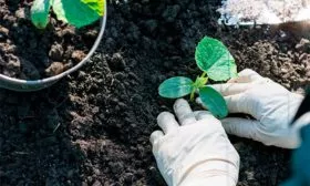 высадка рассадой