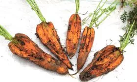 растрескивание Морковь НИИОХ 336