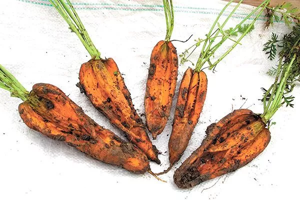 растрескивание Морковь НИИОХ 336