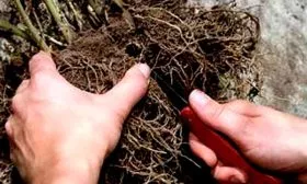 Разделение куста