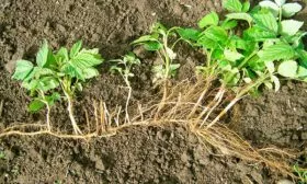 Размножение