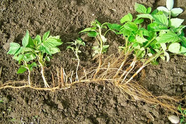 Размножение