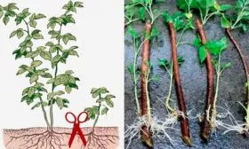 Размножение малины