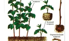 Размножение корневыми отпрысками