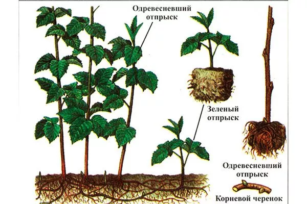 Размножение корневыми отпрысками