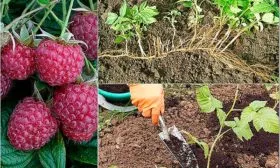 Размножение корнями