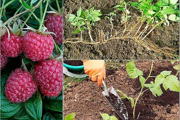 Размножение корнями