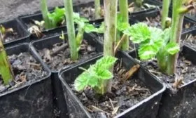 размножение малины Анна