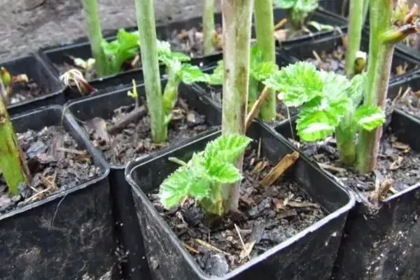 размножение малины Анна