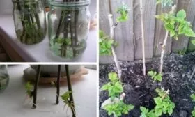 размножение малины Каскад Делайт