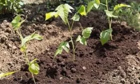 размножение малины Красная Гвардия черенками