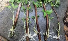 размножение малины Красная королева