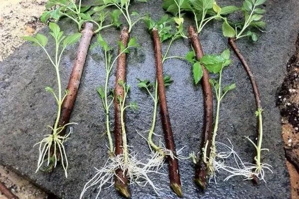 размножение малины Красная королева