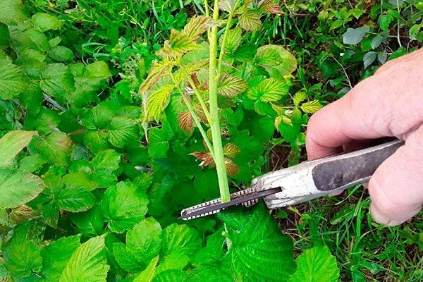 размножение малины Орбита