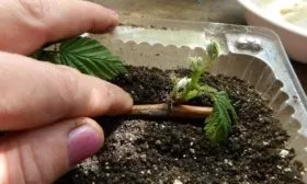 размножение малины Самохвал