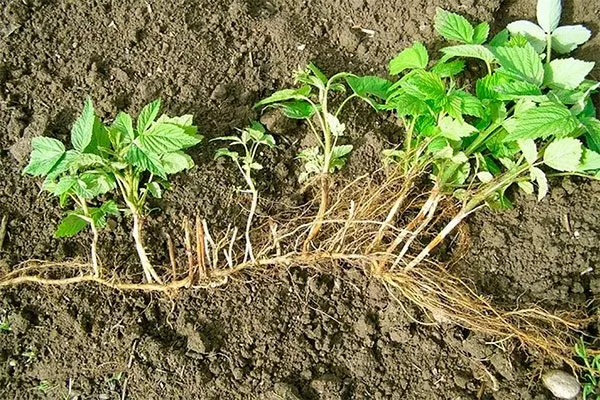 размножение отпрысками Малина Бриллиантовая