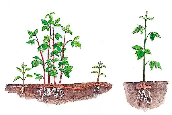 Размножение отпрысками Малина Маросейка