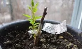 размножение сливы