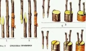размножение сливы прививкой