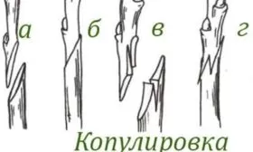 размножение сливы прививкой (копулировкой)