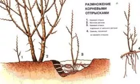 размножение сливы Светлячок