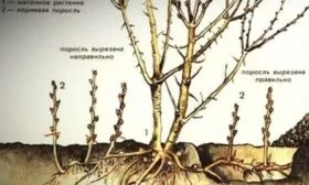 Размножение сливы Цистены: Корневыми отпрысками