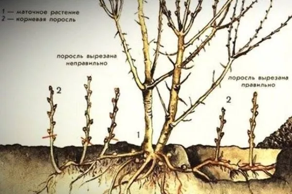 Размножение сливы Цистены: Корневыми отпрысками